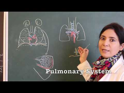 Blood Supply of Lungs