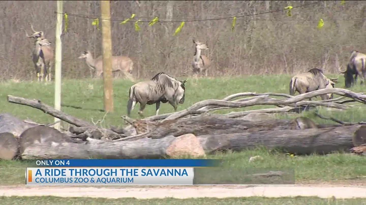 Take a ride through the Savanna at the Columbus Zoo - DayDayNews