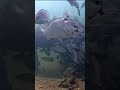 大丈夫ですか 仲間もギョッ #元動画Viva The Keys@VivaTheKeys#Chewy LIVES! #underwater #livestream