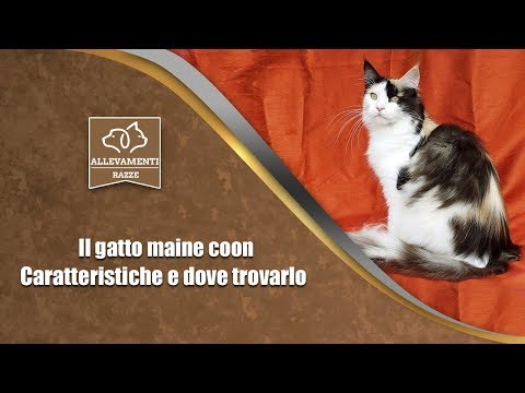 Video: Gatto Tonkin: Caratteristiche Della Razza