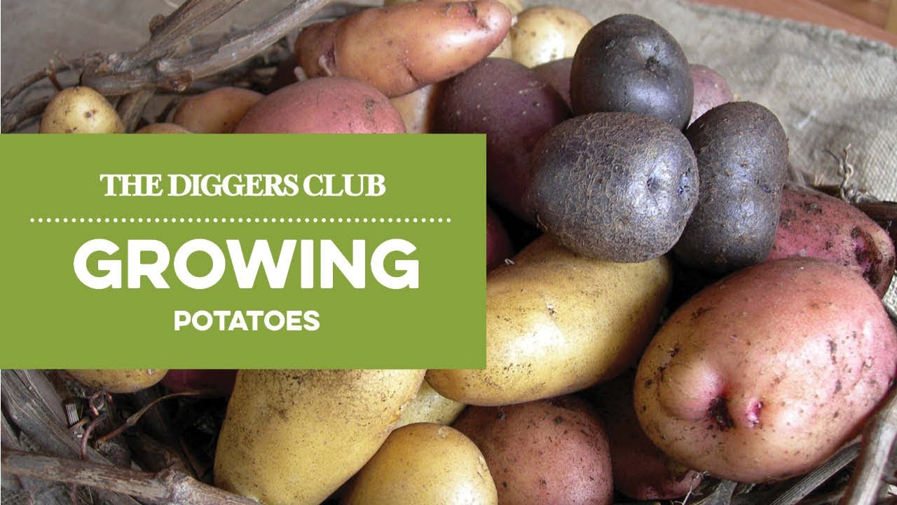 Potato Planting Grow Bag Twin Pack - The Diggers Club