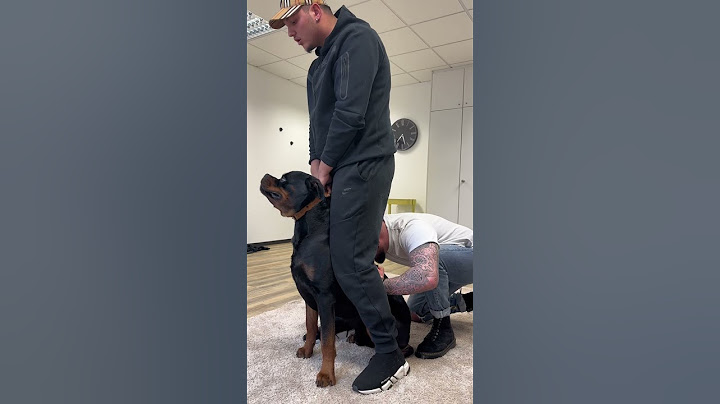 Chiropraktik bei Canelo 🫣
