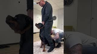 Thumbnail for Chiropraktik bei Canelo 🫣