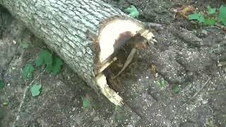 trees falling !plucking stumps #lumber for the #deck #sawmill