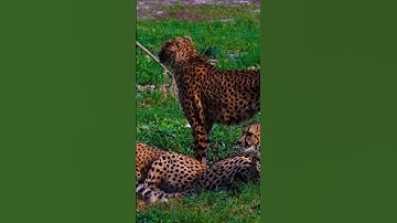 Báo Đốm Tia Chớp Sống Nhanh Nhất Hành Tinh! #shorts #doanlongdiscovery