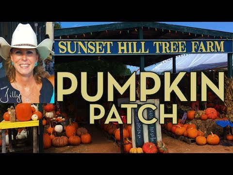 Video: Pick-Your-Own Pumpkins i Dallas-Fort Worth