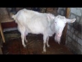 Ошибки при раздое козы и вскармливании козлят. Mistakes in milking goats and feeding kids.