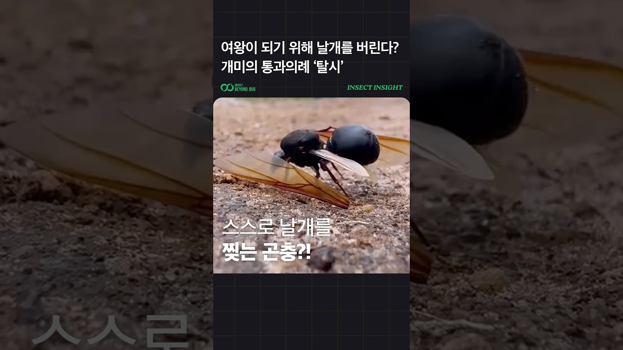 여왕개미가 스스로 날개를 찢어 버리는 이유 - YouTube, image size:1280x720