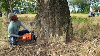 The Last Tree is the Hardest‼ Cut Down 3 Old Trembesi Trees.