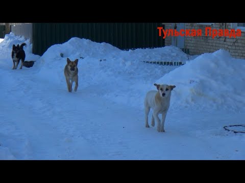 Дончане не могут избавиться от бездомных собак