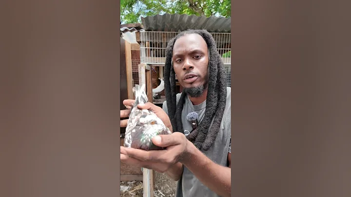 Watch my viral pigeons 💯🕊️#pets #pigeonhouse #bird #pigeon #pigeonbird #kabutar