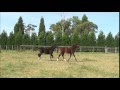 Bizet s and zorro s as foals