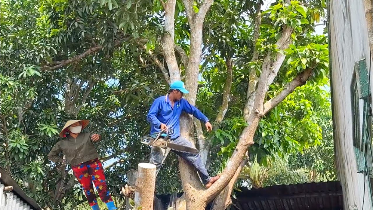 thợ cưa leo hạ hai cây xoài đài Lon vị trí rất hẹp không  chổ ngã # Bangcuacay