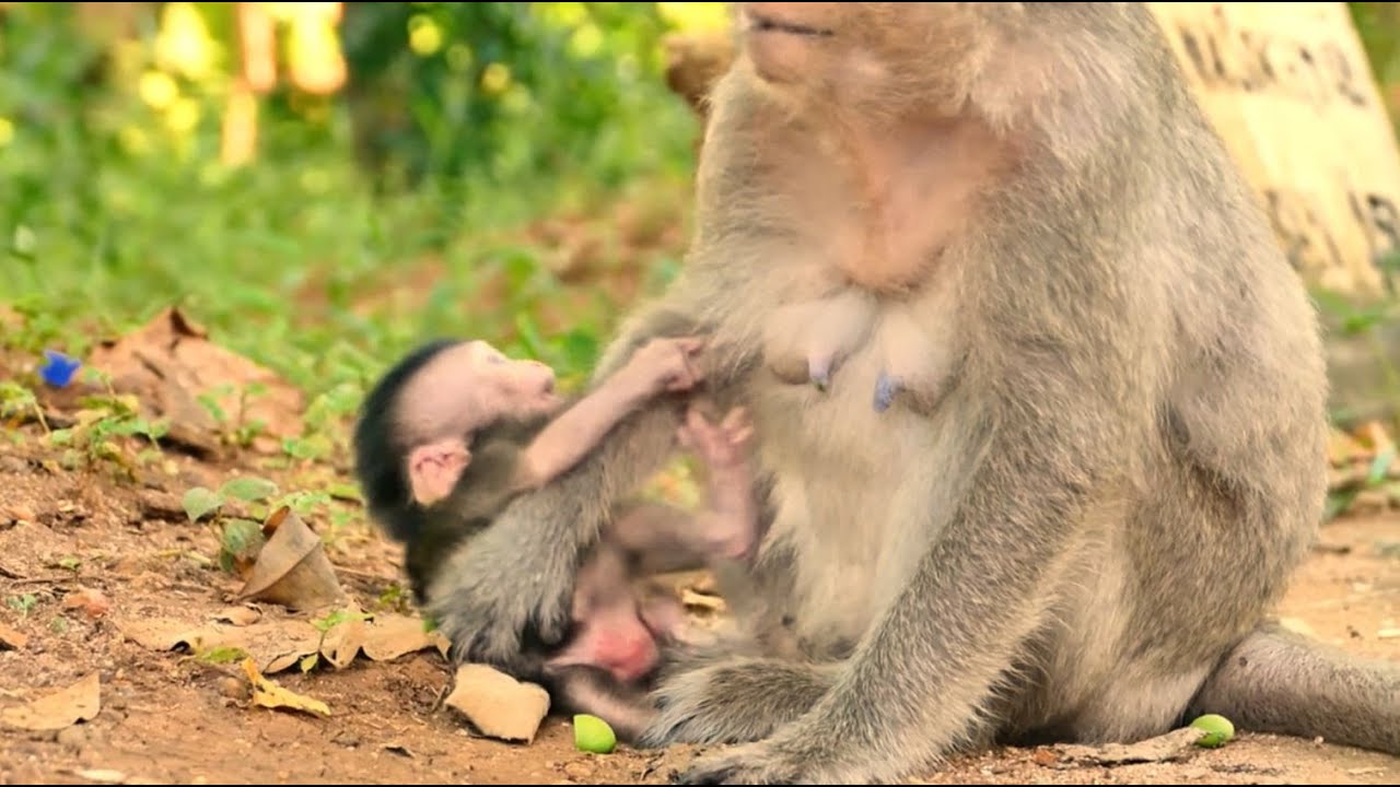 Woa, Aw.... Newly baby monkey Mo Mo extremely crying tantrum begging milk BUT mom Malika block hand.