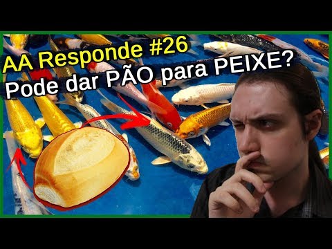 Vídeo: Alimentar pão de peixe faz mal?