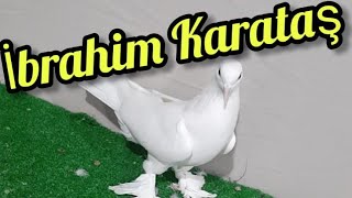 Son Seferleri Yoruldu Yenecek Artik Dumamlı Dişi