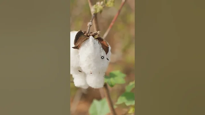 Who Really Invented Cotton? The Surprising Truth!