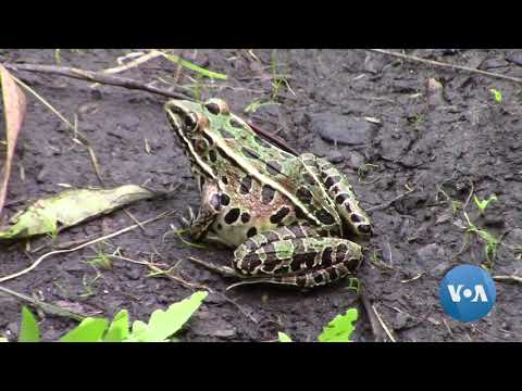 Butterfly Populations Reflect Health of Wetlands