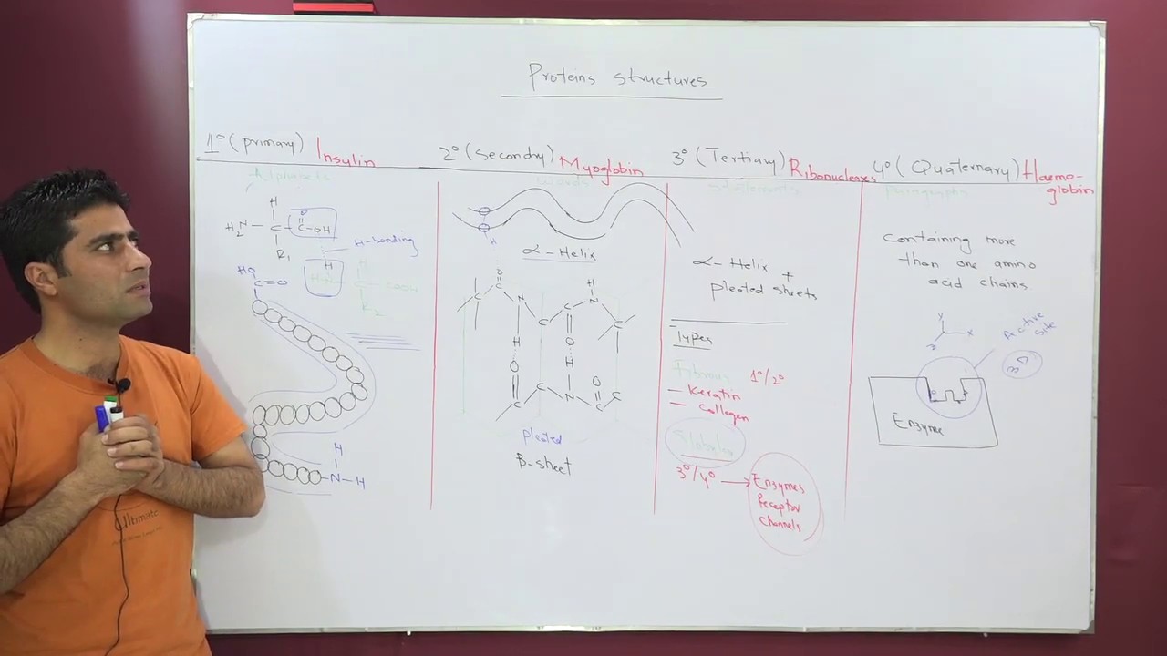 Proteins Structures By Asad Urdu Hindhi YouTube