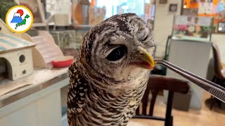 Visiting an Owl Cafe in Japan  | TORINOIRU CAFE