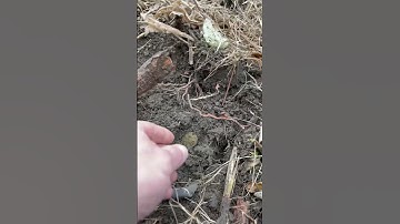 Relic Hunting WWI Camp! Crazy Finds w. Nokta Legend Metal Detector Treasure Hunting Sick Digs!