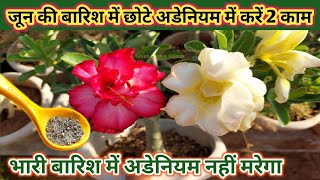जून की बारिश में छोटे अडेनियम के पौधे में करें 2 जरूरी काम. भारी बारिश में अडेनियम नहीं मरेगा