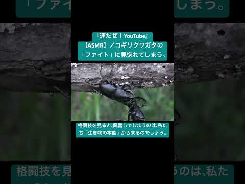 【ASMR】ノコギリクワガタの「ファイト」に見惚れてしまう。 #sdgs #insects #虫の音 #bug #sound #yt #animals #yt #asmr #mating #fight