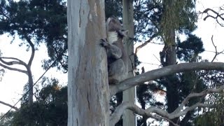 Koala's Freaky Mating Call