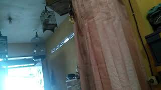 Pleci pacitan single fighter