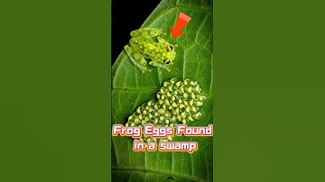 Frog Eggs Found in a swamp#zarooratrishta