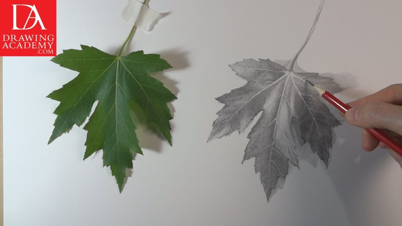 How to Draw a Leaf presented by Drawing Academy .com 28 - YouTube