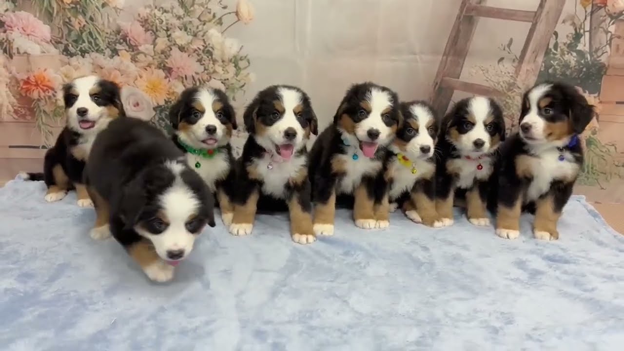 バーニーズマウンテンドッグの子犬（オス♂） アクロスモール新鎌ケ谷
