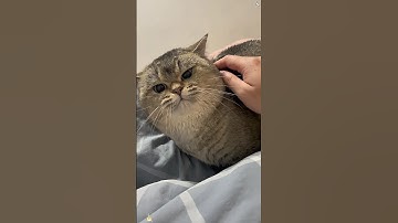 Cat:don’t touch me!!!🐈😂😂#cat #funnycat #funny #catvideos #funnyvideos #foryou #funnymoments #fyp