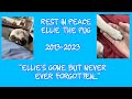 Goodbye Ellie.. (Ellie The Pug Tribute Video)