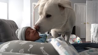 Labrador Meets Babies For the First Time!! by Sultan Brar 238,174 views 4 years ago 1 minute, 47 seconds