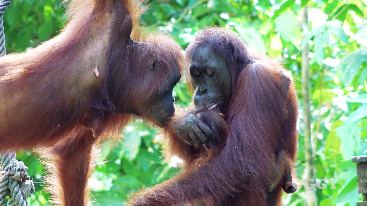 Mom Baby Orangutan Feeding  Time At Sepilok Orangutan  