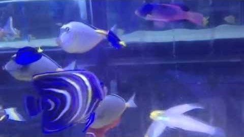 Paul Talbot talking about when marine fish scratch