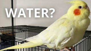 How Cockatiel Drinks Water