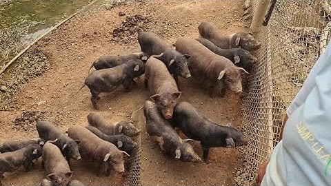 1 ngày Cùng Dàn Diễn viên điện tử chạy ngược xuôi Pây Hầu. Nguyễn Tất Thắng