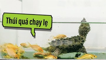 Vlog #88 | Vô Tình Quay Được Rùa Cá Sấu Aligator Đi Cầu | Aligator Snapping Turtle