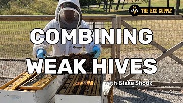 BEEKEEPING: Combining WEAK FALL Hives