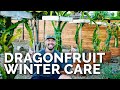 7 Essential Dragon Fruit Care Tips For Fall