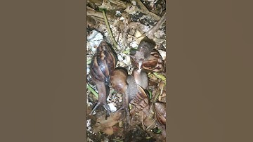 đi bắt ốc đêm thấy cảnh hú hồn #shorts