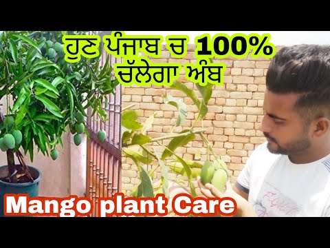 Mango Tree care in Tips , Best Mango Blooming Technique , ਅੰਬ ਦੇ ਪੌਦੇ ਨੂੰ ਲਗਾਉਣ ਦਾ ਸਹੀ ਤਰੀਕਾ ।।