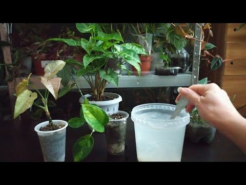 ЭТО ускорит РОСТ комнатных растений и очистит ГРУНТ в горшке - YouTube
