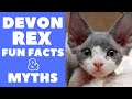 Devon Rex Cats 101 : Fun Facts & Myths の動画、YouTube動画。