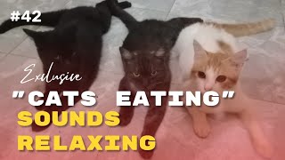 ASMR The Sound Of Cats Eating Is Calming And Relaxing #42
