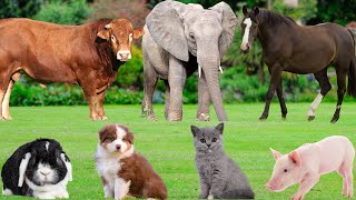 Farm Animal Food: Horse, Cow, Sheep, Goat, Buffalo, Chicken, Cat, Pig, Dog, Lion –Animal Exploration