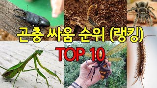 곤충 싸움순위 랭킹 TOP10 가장 강한 곤충은?