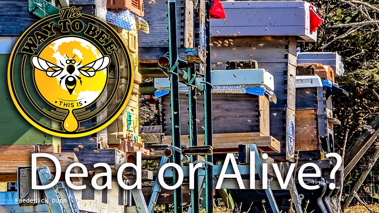 Are the Honey Bees Alive or Dead, The Way To Bee Update, Top-Bar, Layens, Hive 44 visited.